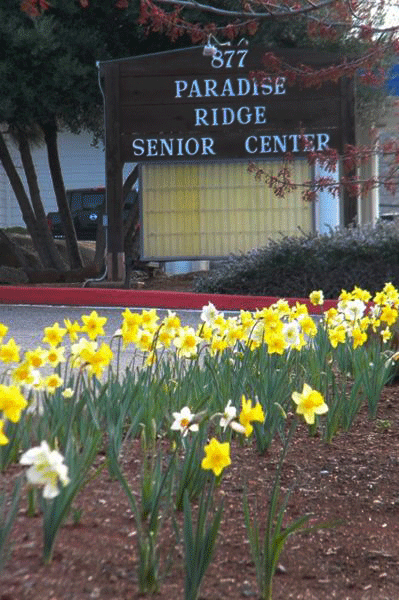 Daffodils at the pre-fire Welcome to Paradise civic sign